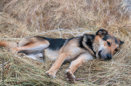german shepherd dog laying on the hay