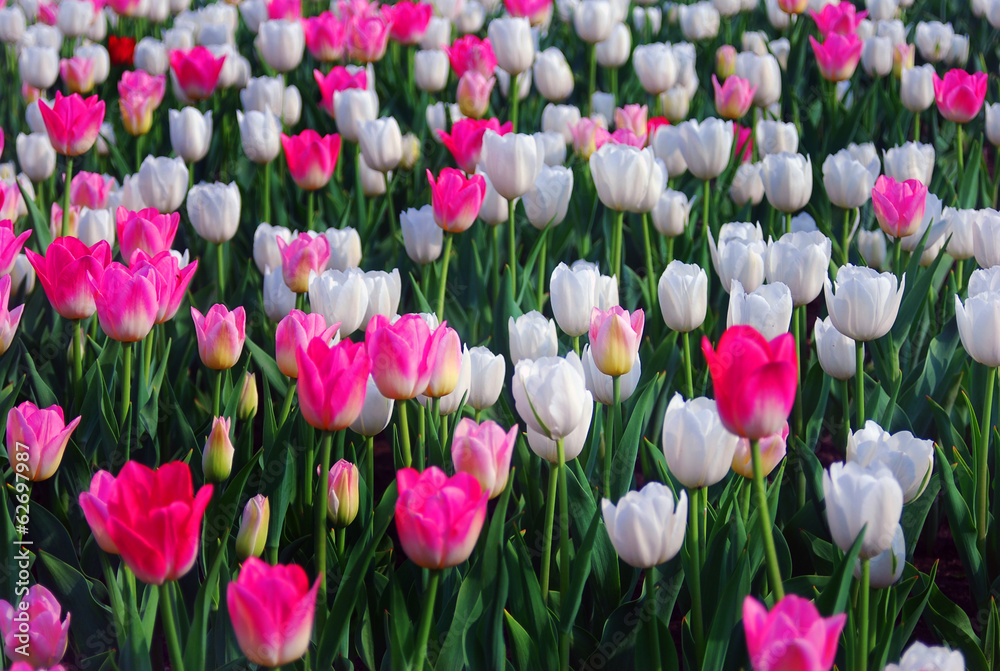 Obraz premium A field of white and pink tulips.
