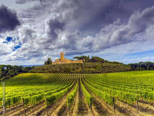 vineyards in the Chianti region of Tuscany, Italy