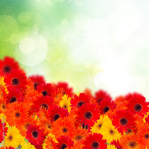 gerbera flowers in garden