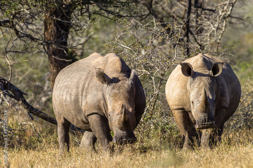 Obraz premium Rhinos Animal Wildlife