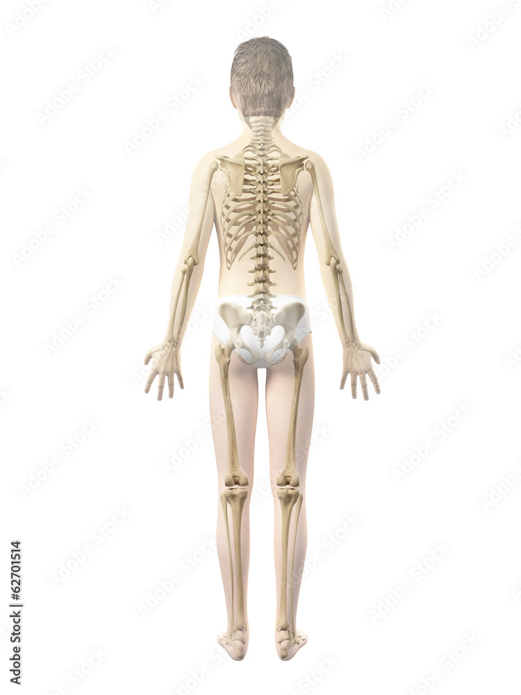 anatomy of a boy - the skeleton