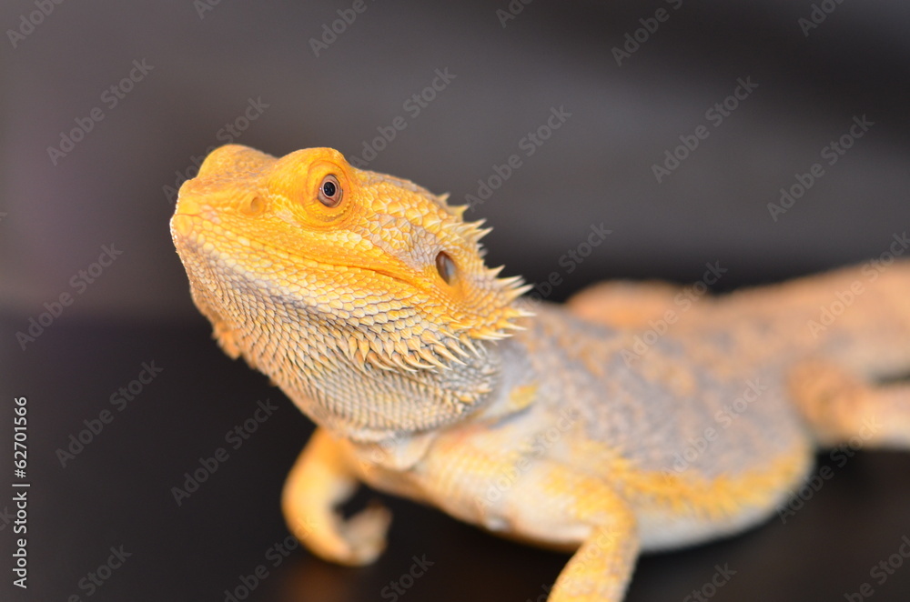 Obraz premium Bartagame