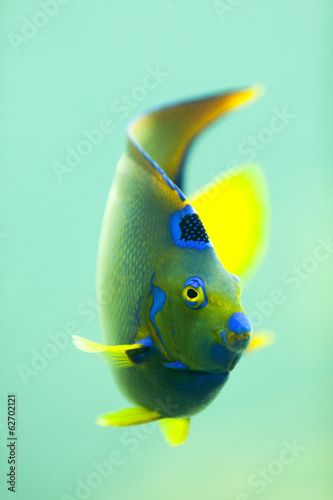 Multicolor fish in blue and green water