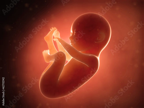 Valokuva medical illustration of a human fetus month 6