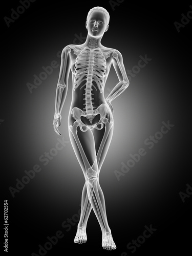 medical illustration of the female skeleton