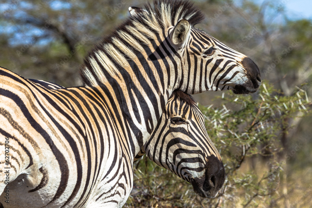 Zebras Affections Animal Wildlife Zebras Affections Animal Wildlife