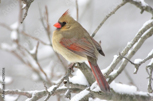 Female Cardinal In Snow