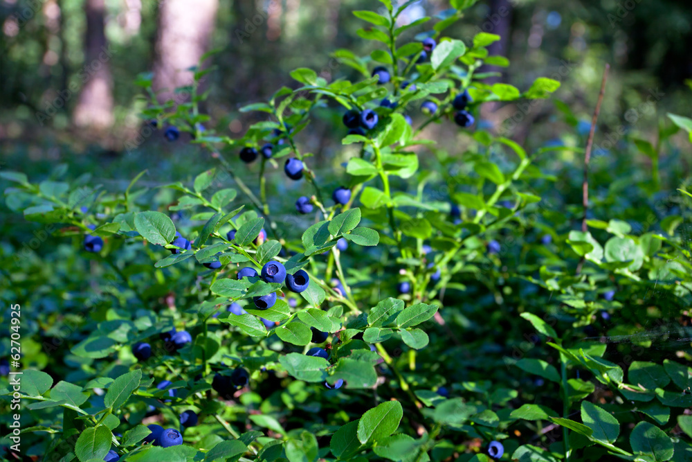 Fototapeta premium wild bush of blueberry with fruits in sunny forest