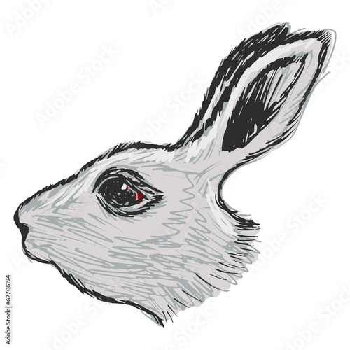 head of rabbit photo