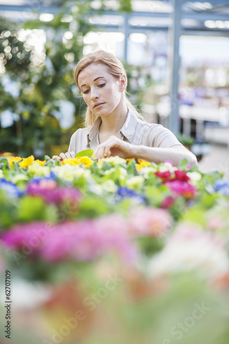 Beautiful young woman selecting flowers to plant in his garden