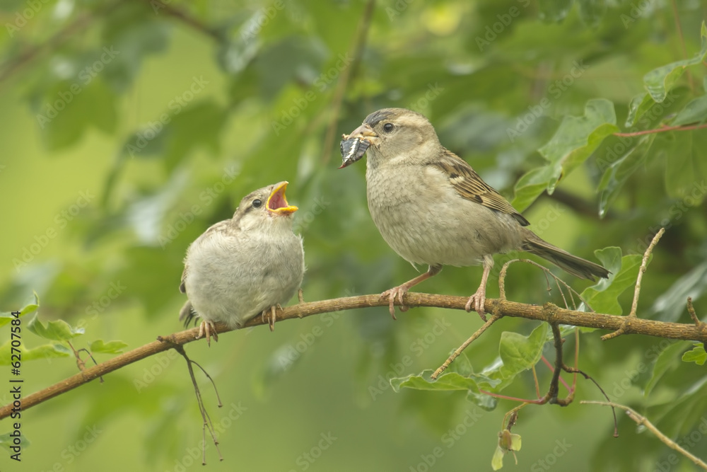 House sparrow feeding in the wild House sparrow feeding in the wild