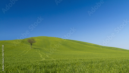 blu sky and green in Umbra  Toscana