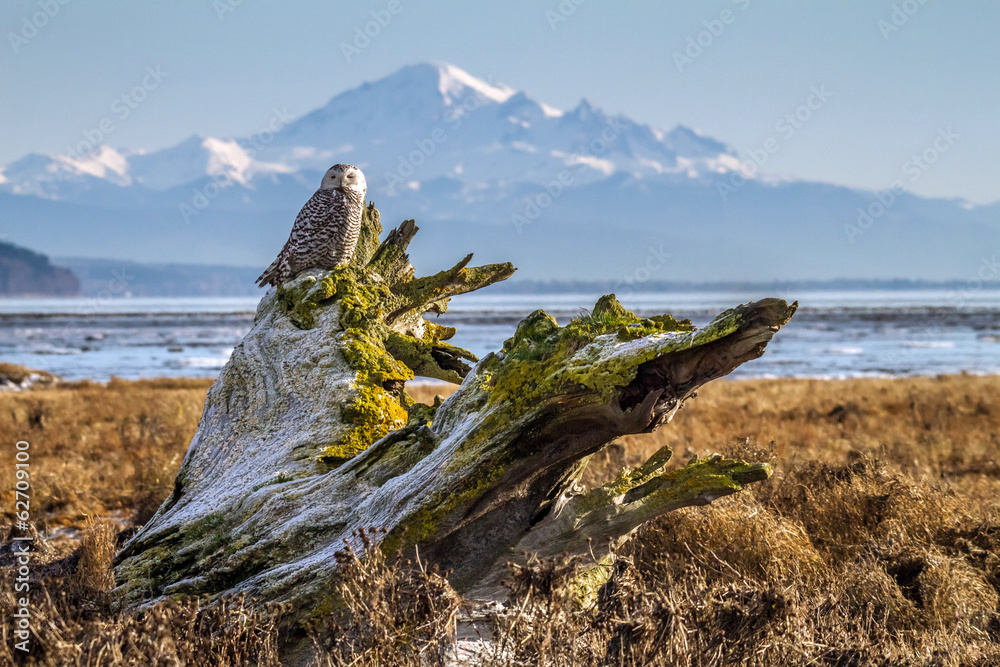 Fototapeta premium Snowy Owl in Boundary bay , British Columbia, Canada, with Mt Baker in the background