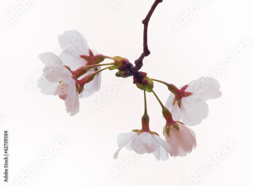 Fototapeta Naklejka Na Ścianę i Meble -  Close up of Yoshino cherry bloom in the sky background