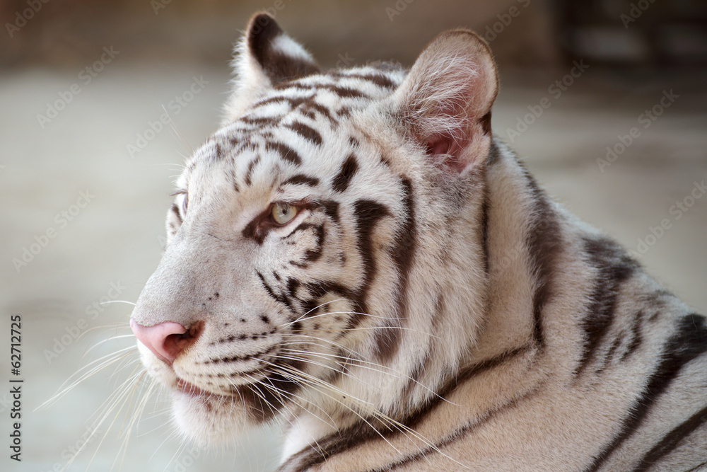 Obraz premium face of white Tiger