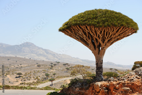 Yemen. Socotra island. Dragon tree photo