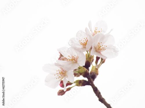 Close up of Yoshino cherry tree blossom in full bloom