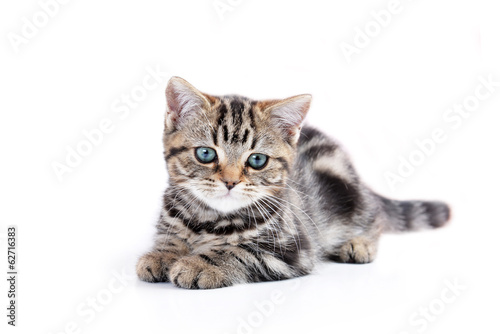 Little cute cat