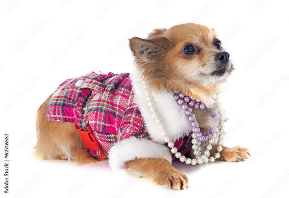 chihuahua chihuahua