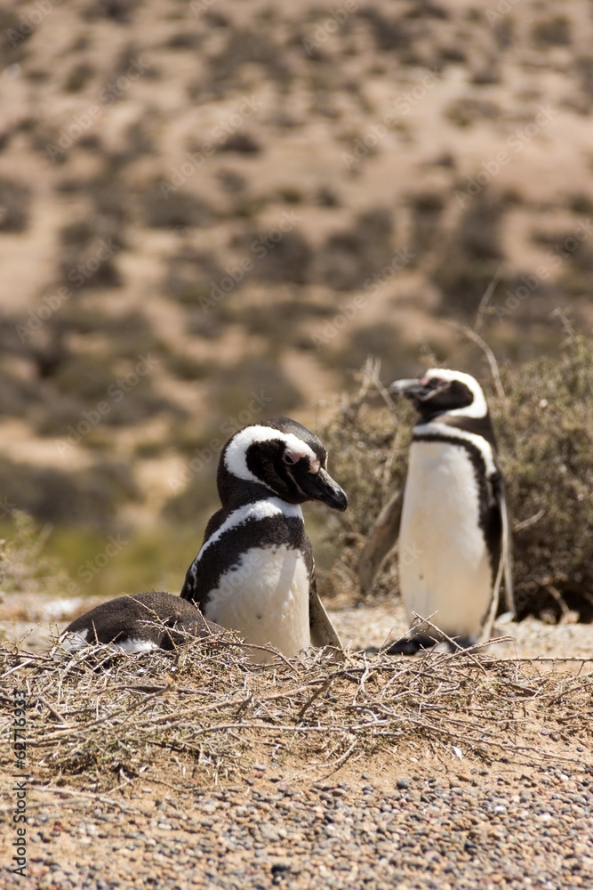 Naklejka premium Pinguini