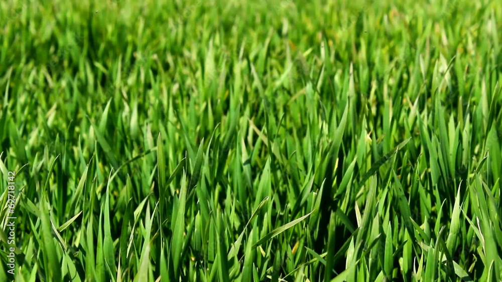 wheat young leafs green field wheat young leafs green field