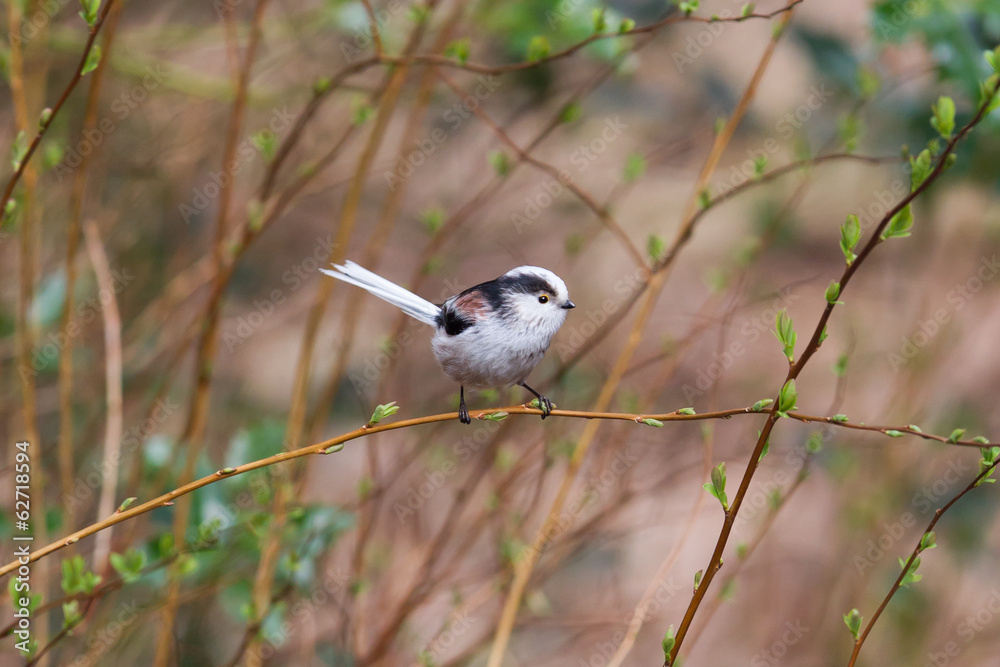 Naklejka premium Long tailed tit (Aegithalos caudatus)