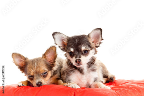 two small Chihuahua puppies. Chihuahua dog on red pillow isolat