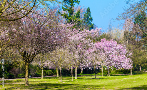 Sakura flowers blooming. Beautiful pink cherry blossom