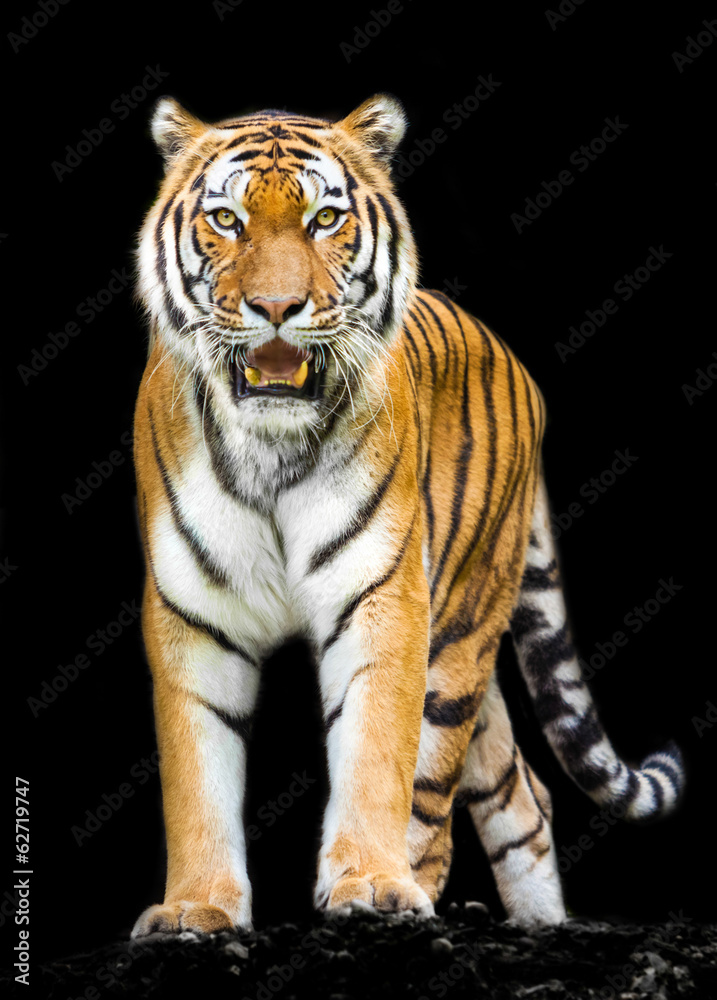 Fototapeta premium tiger on black background