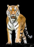  tiger on black background