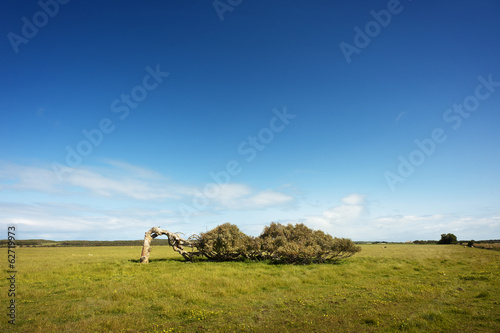 Leaning Tree photo