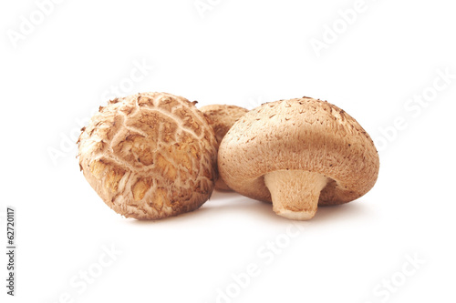 Fresh shiitake mushroom isolated on white background