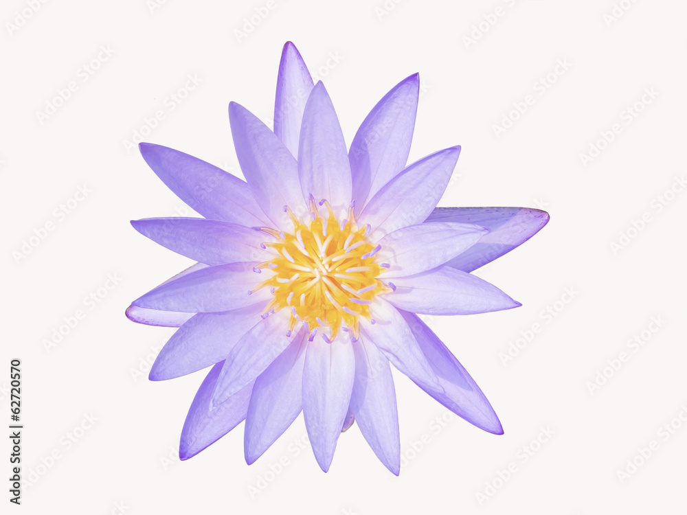 Violet waterlily