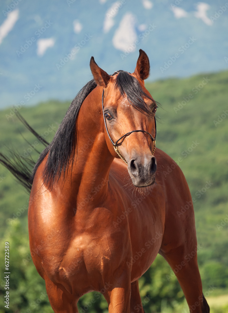 Fototapeta premium portrait of beautiful bay arabian stallion