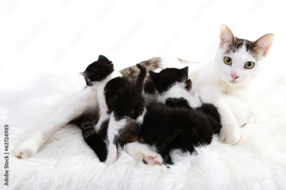 Cute mother cat and little kittens Cute mother cat and little kittens