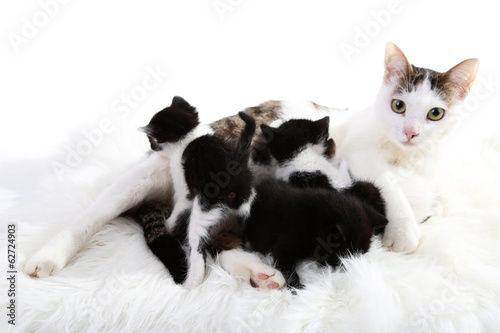 Cute mother cat and little kittens © Africa Studio