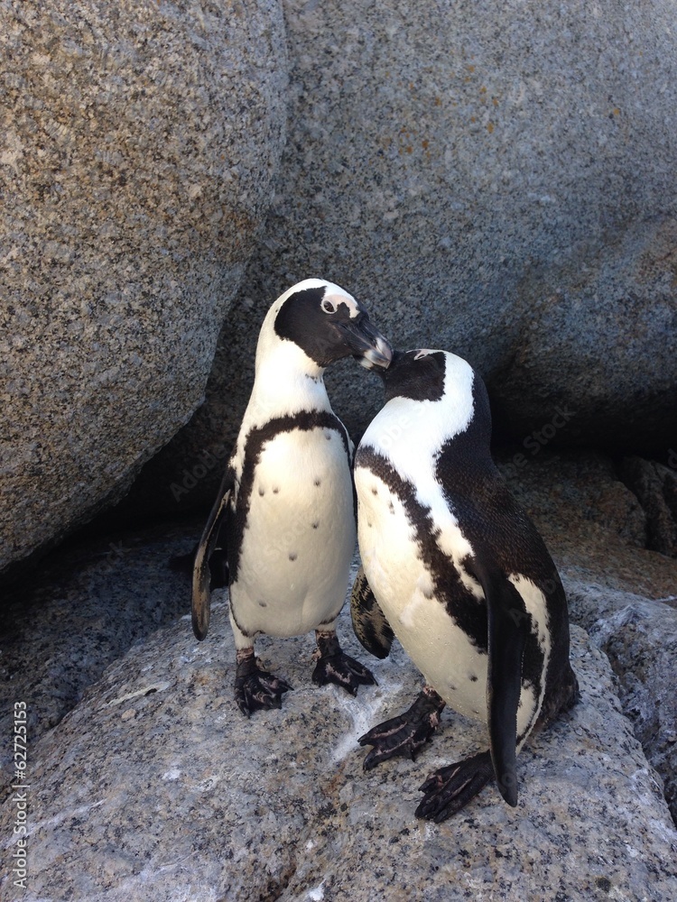 Fototapeta premium African penguin