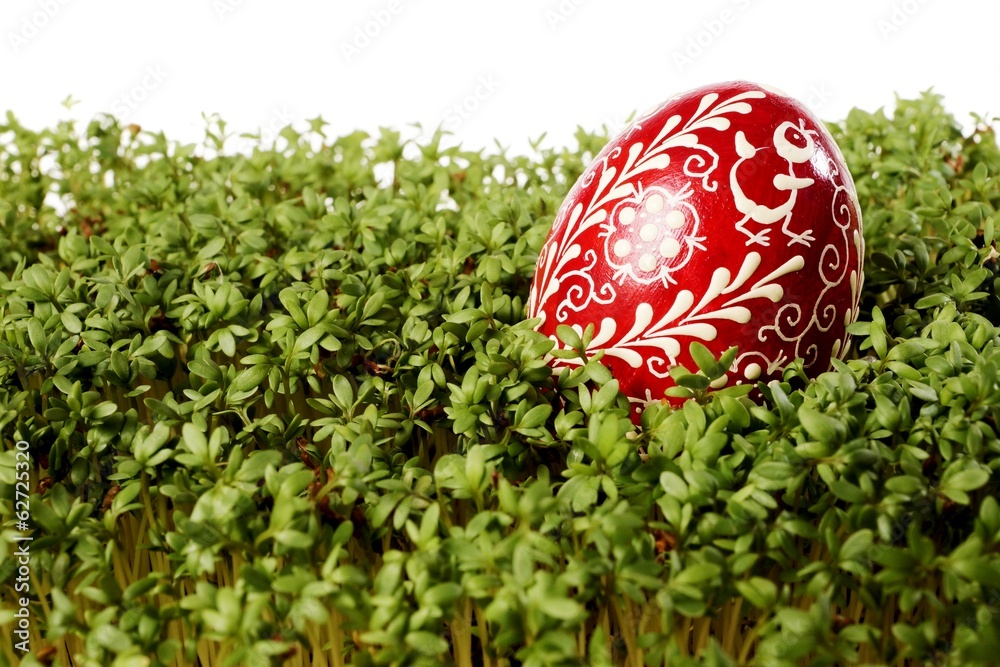 Easter egg on cuckooflower - obrazy, fototapety, plakaty 