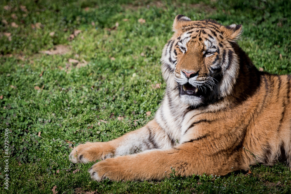 Obraz premium Tigre