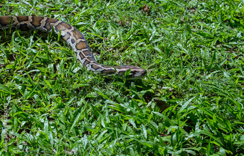 close up of a boa snake slithering  the grass 