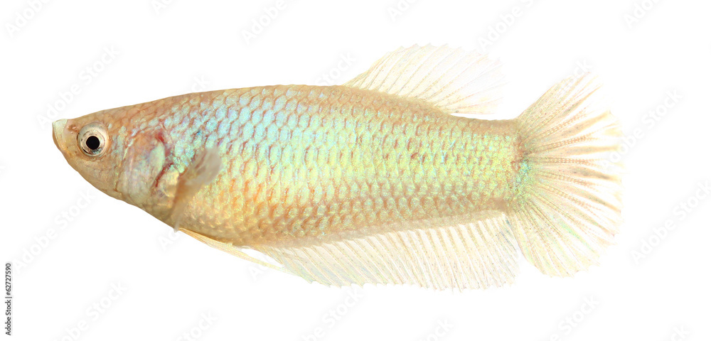 siamese fighting fish , betta isolated on white background