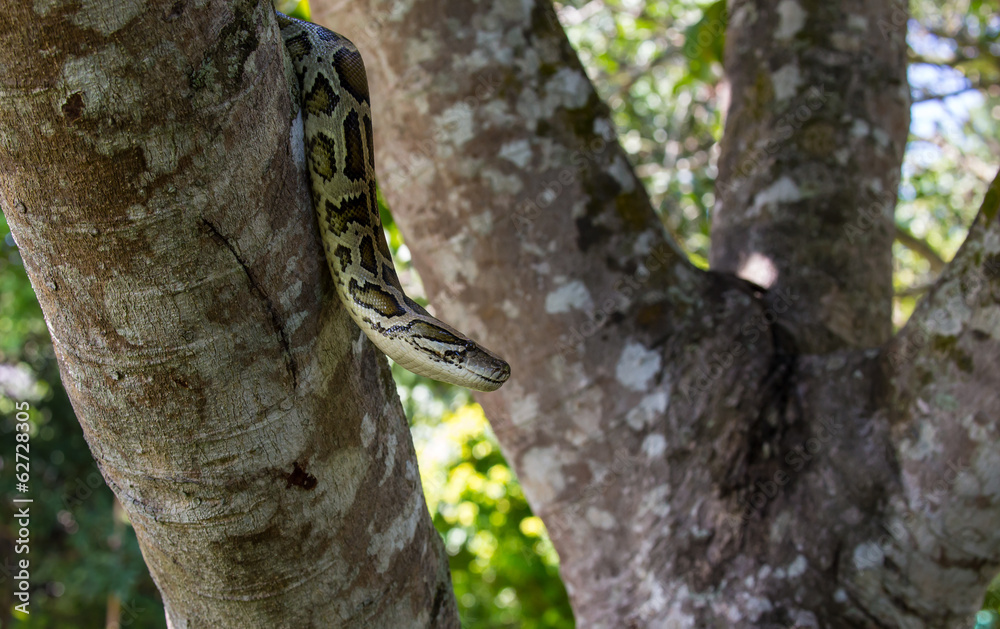 Fototapeta premium close up of a boa snake slithering the tree 