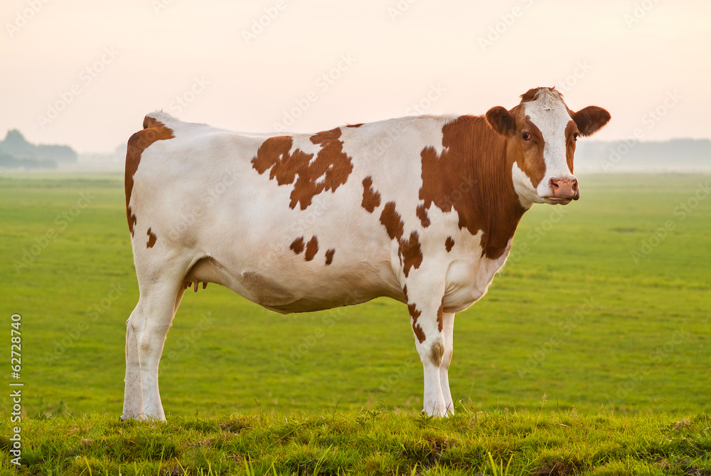 Typical Dutch red and white milk cow Typical Dutch red and white milk cow