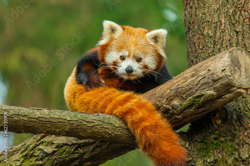 Fotografie Red panda