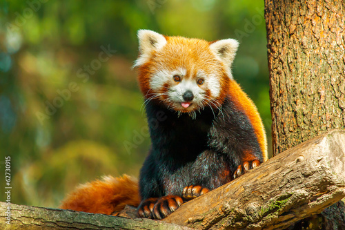 Fotografie Red panda