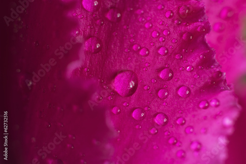 drop of dew on a flower
