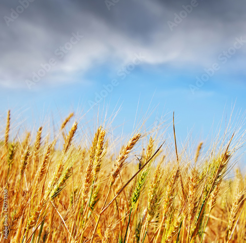 wheat field