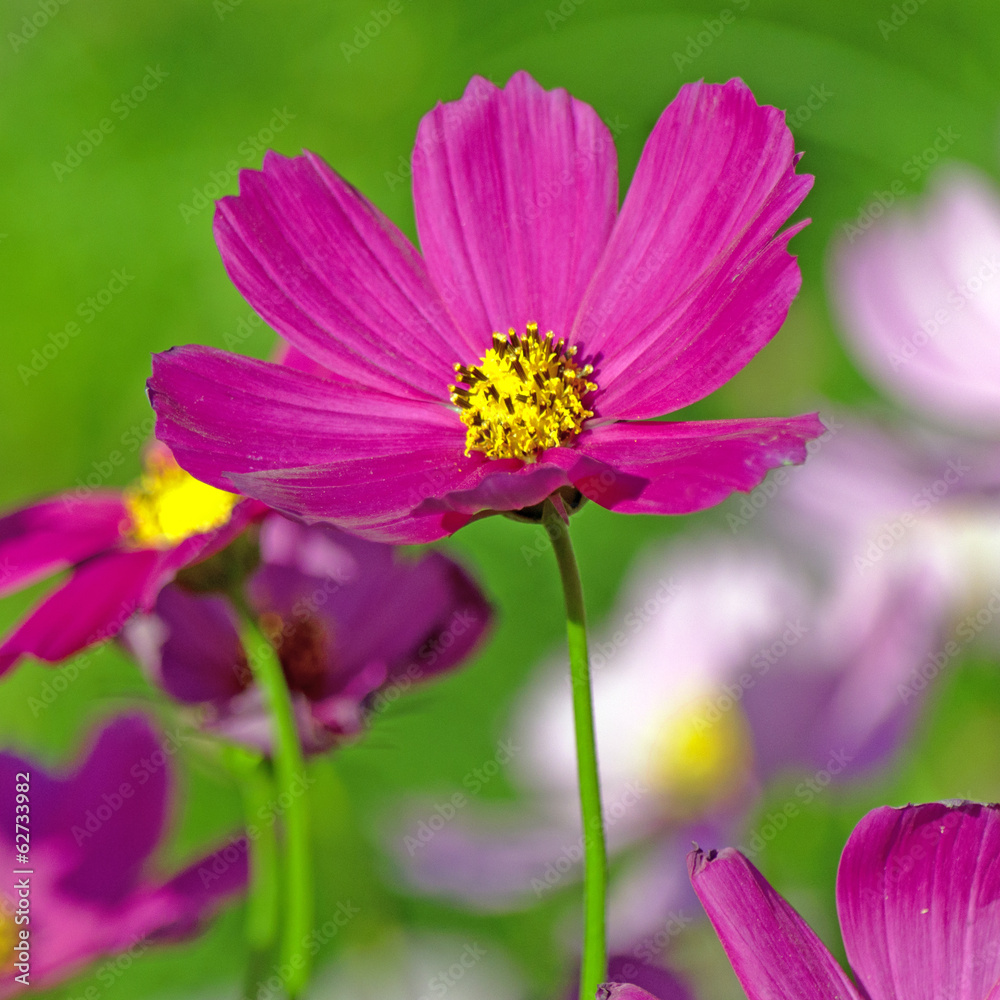 cosmos flowers cosmos flowers