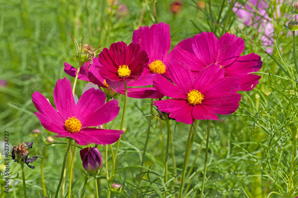 Fototapeta premium cosmos flowers